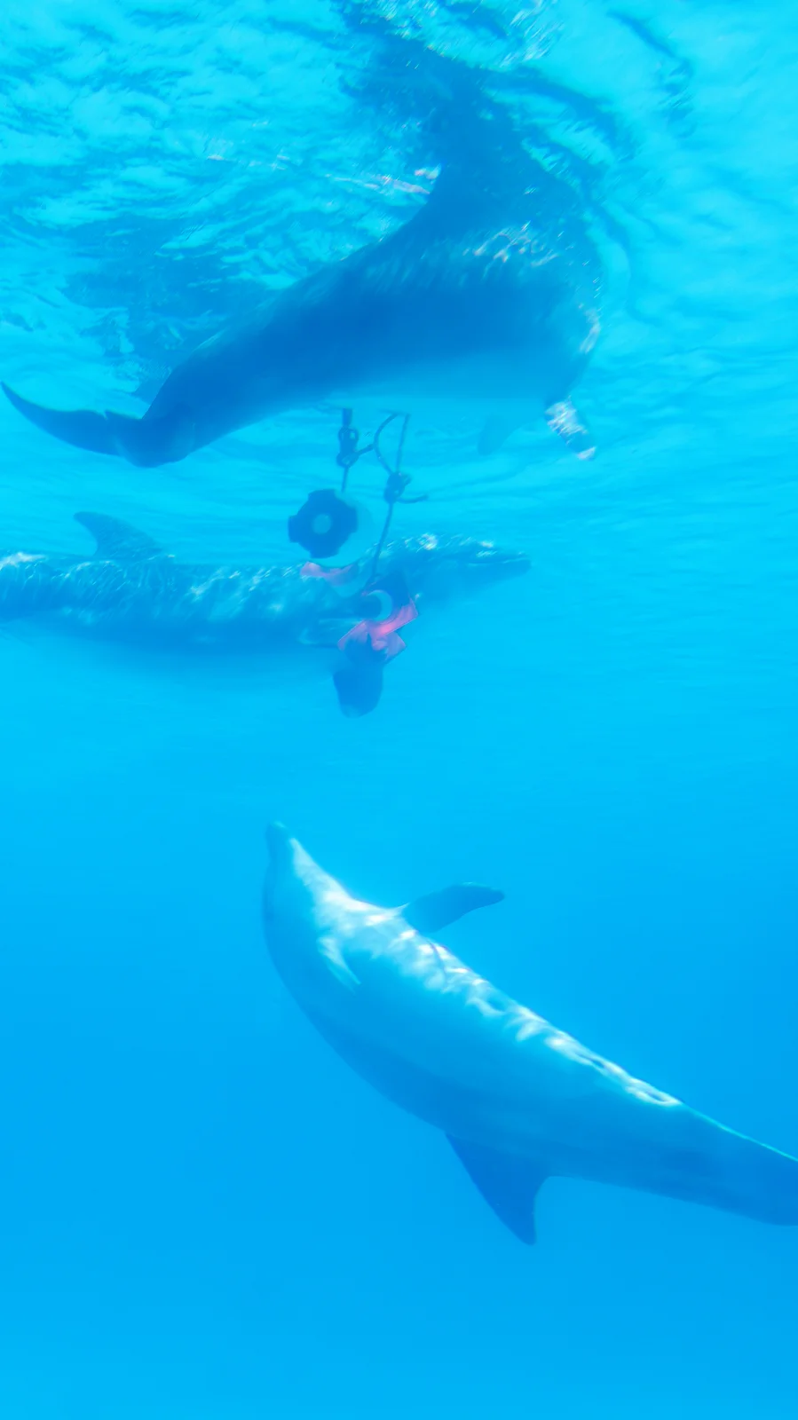 Dauphins nageant sous l’eau turquoise