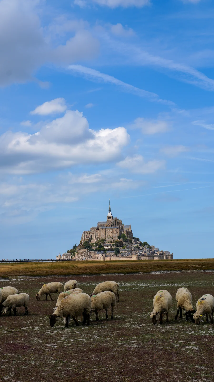 Moutons des prés salés devant le Mont-Saint-Michel