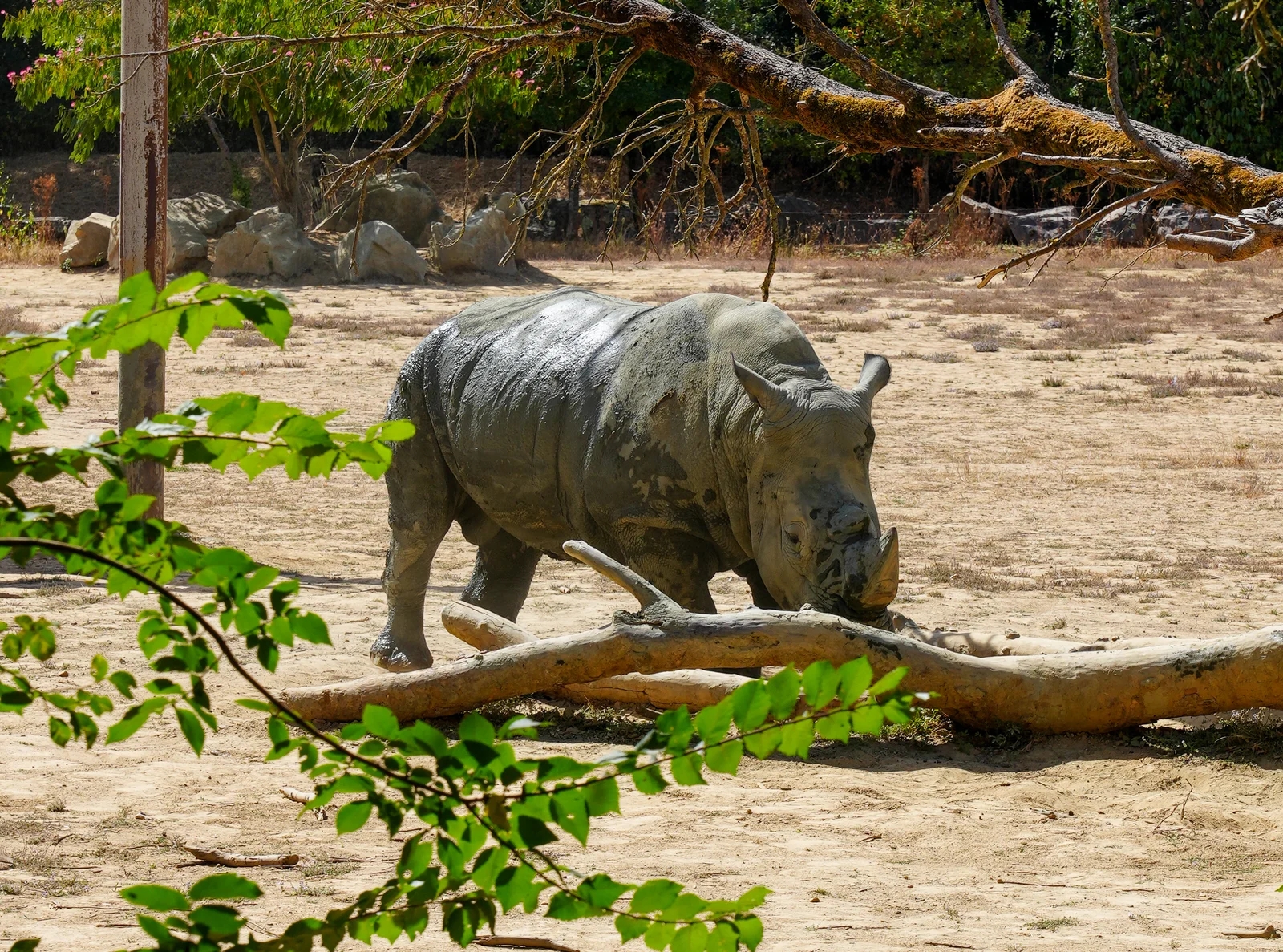 Rhinocéros blanc dans son enclos