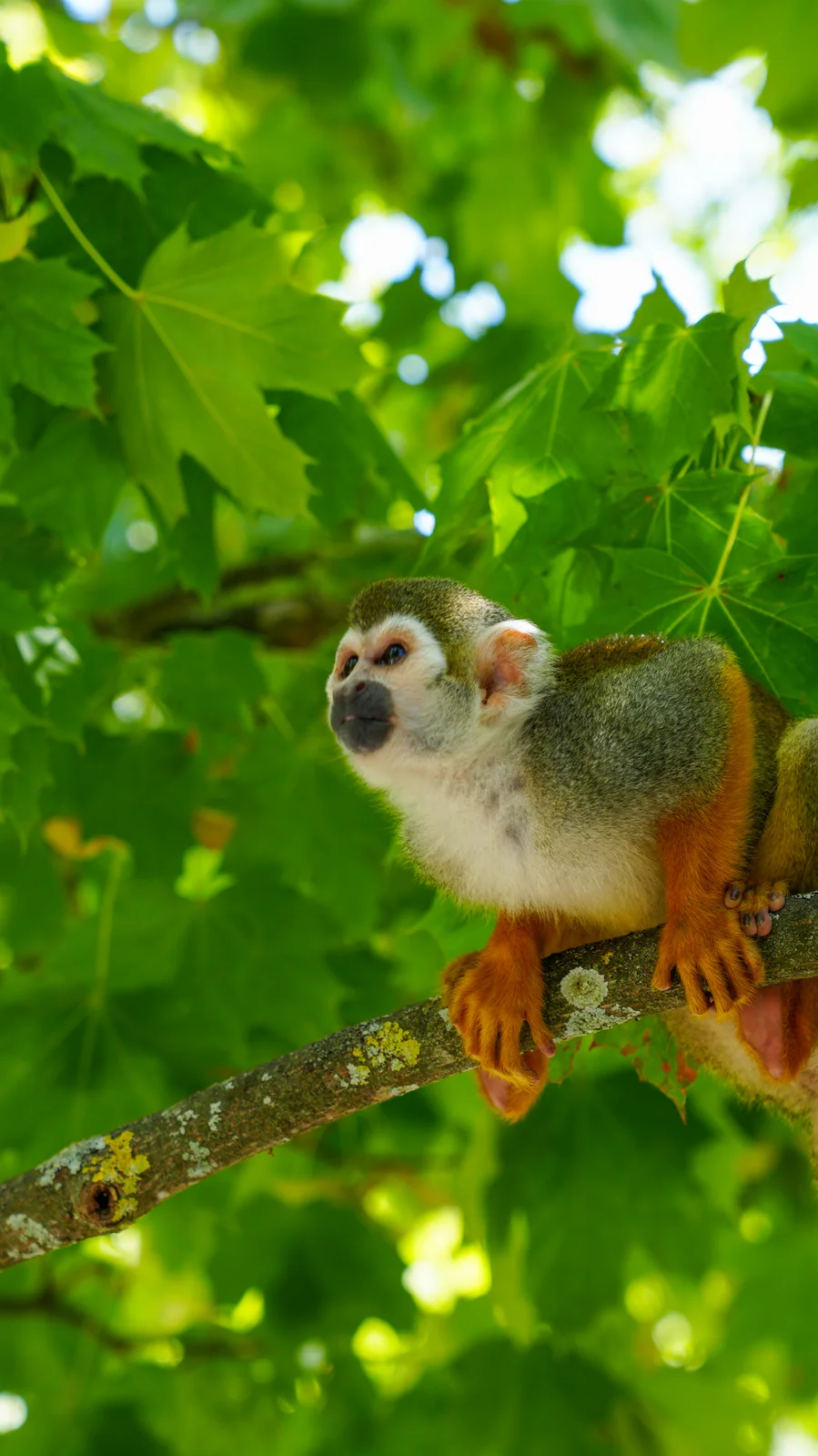 Singe saïmiri dans un feuillage vert vif