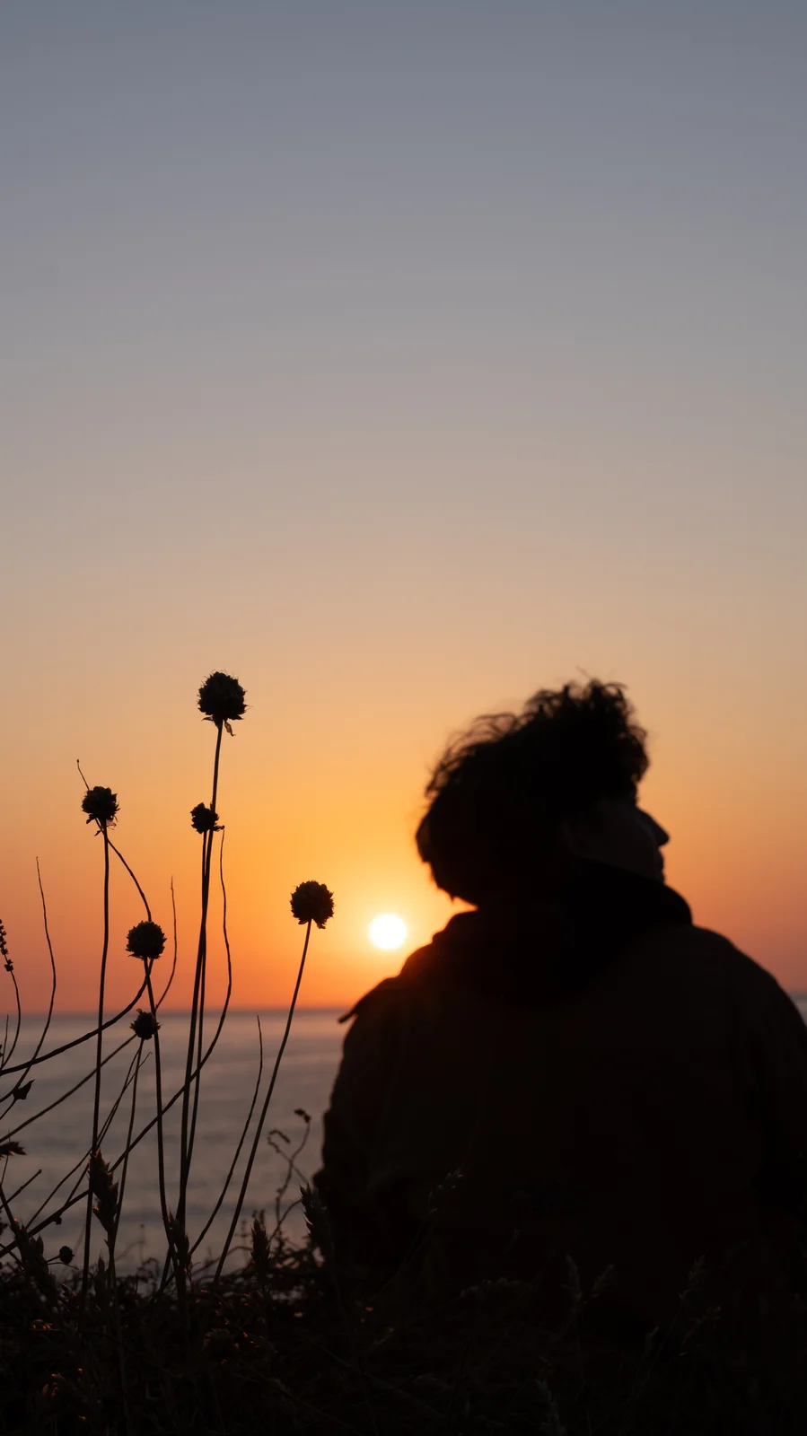 Silhouette et fleurs sauvages au soleil couchant